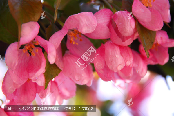 蘋果花