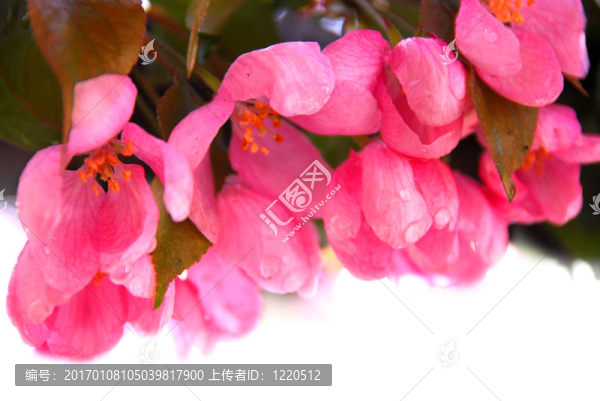 蘋果花