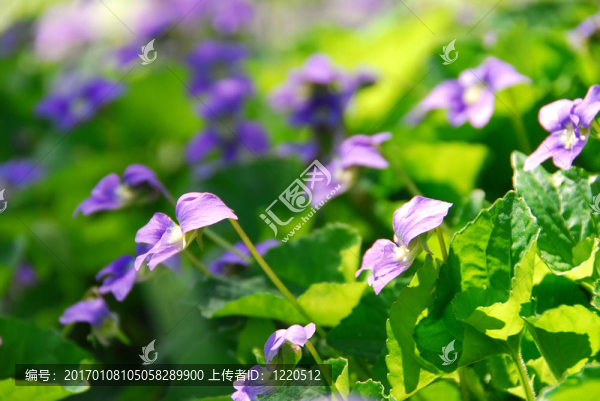 紫羅蘭-匯圖網(wǎng) www.fosd68.com 紫羅蘭