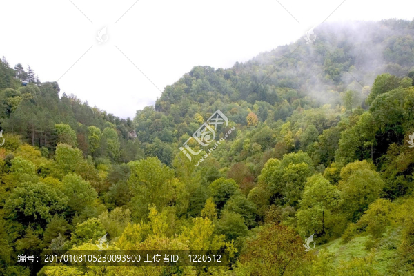 加泰羅尼亞森林