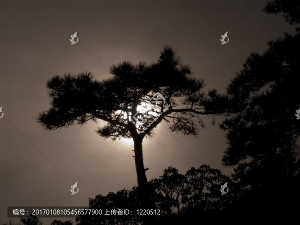 夕陽中的孤獨樹