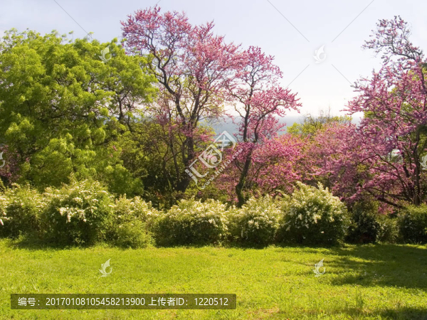 樹粉紅色的顏色