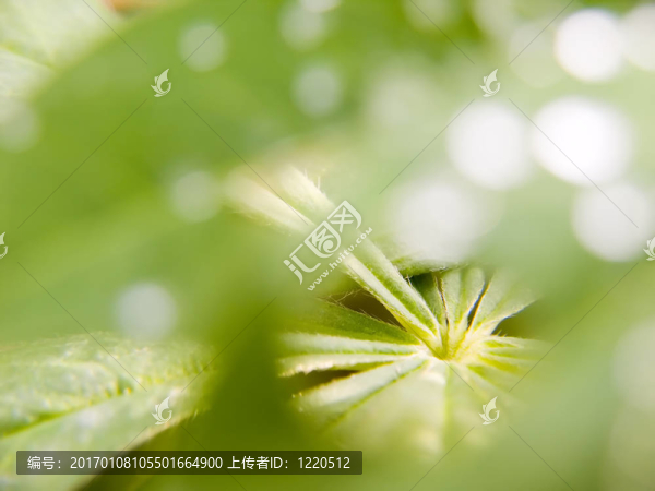 綠色的葉子