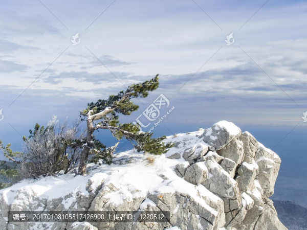 巖石與孤獨的松樹在山上在克里米亞