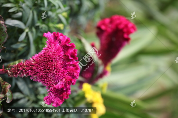 雞冠花,中藥材