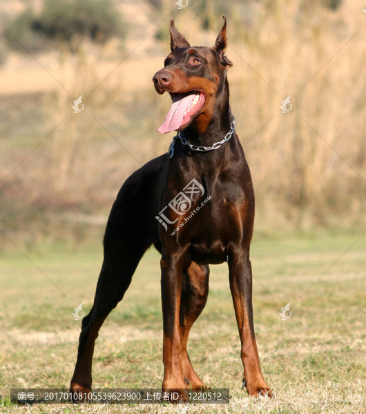 杜賓犬直立