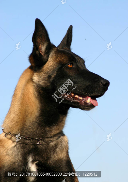 可愛的比利時(shí)犬