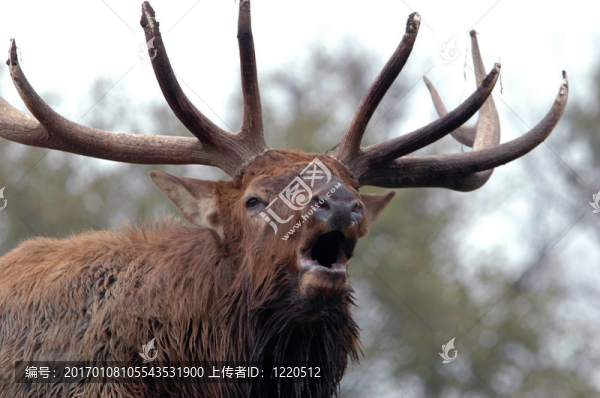 近的麋鹿