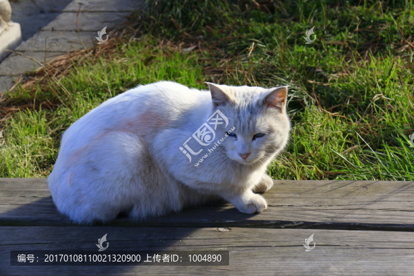 公園里的貓