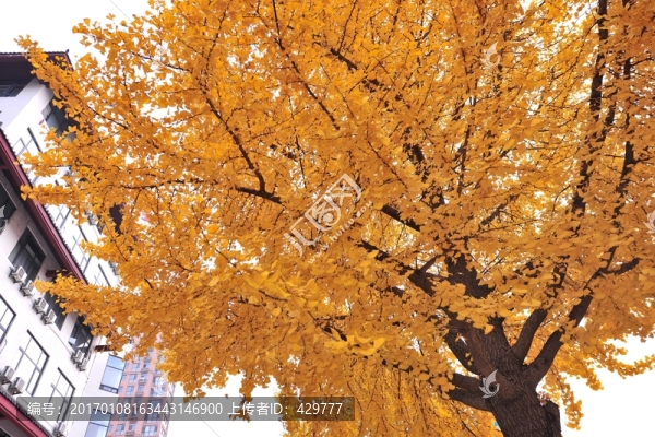 銀杏樹,黃葉