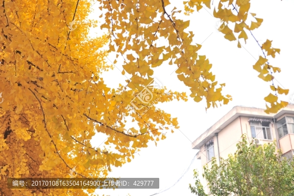 銀杏樹