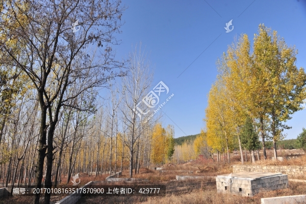 林場(chǎng),,樹(shù)林,,秋天風(fēng)景