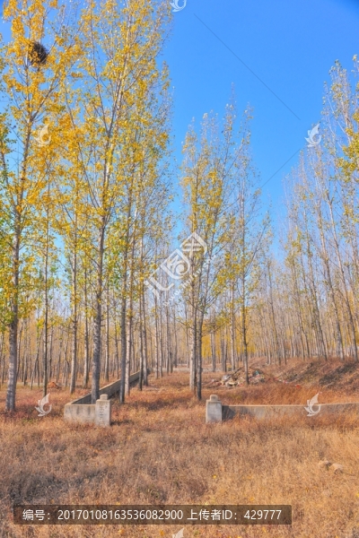 樹林,,,,秋景