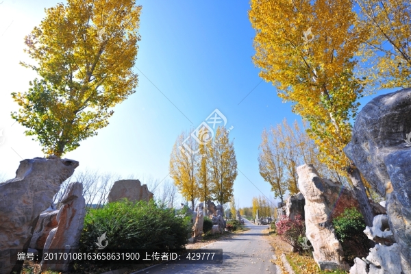 秋日園林,秋景,,樹林