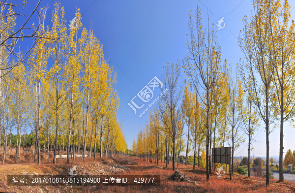 樹(shù)林,,林場(chǎng)-匯圖網(wǎng) www.fosd68.com 樹(shù)林,,林場(chǎng)