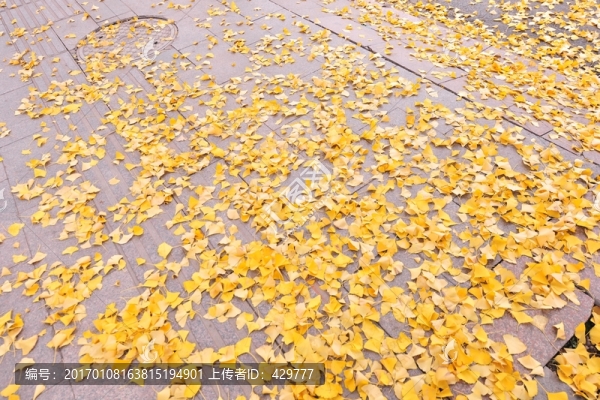 落葉,,,銀杏樹葉