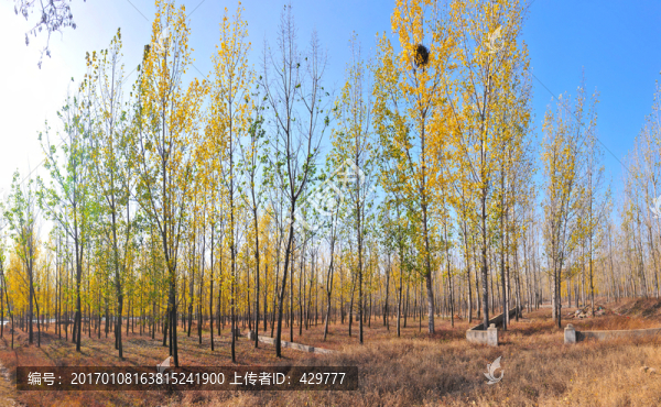楊樹林,,秋天樹林