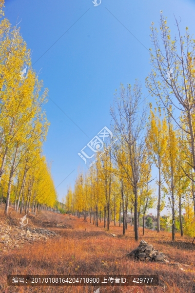 秋天樹林