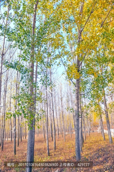 樹(shù)林