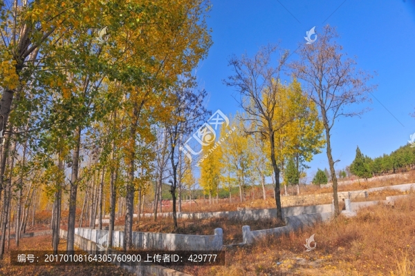 秋天樹林,,,樹木