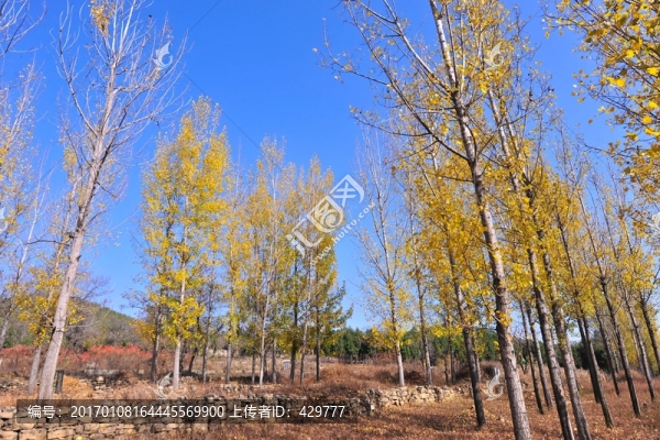 樹(shù)林