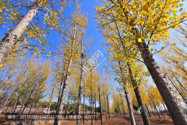 樹(shù)林