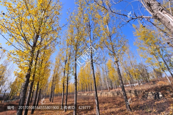 樹林