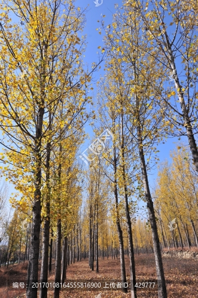 樹(shù)林