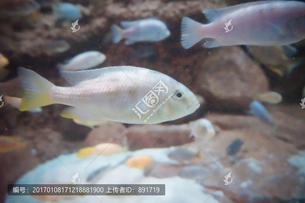 海底魚群,水族館,海洋館