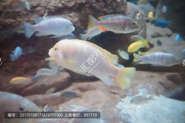 海底生物,海魚(yú)特寫(xiě)