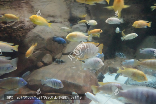 海洋館,海底魚群