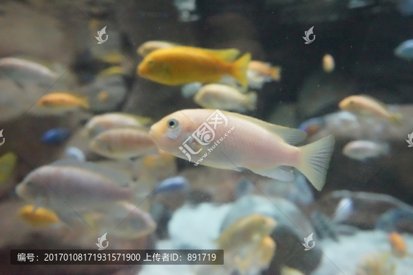 魚群特寫,海底生物
