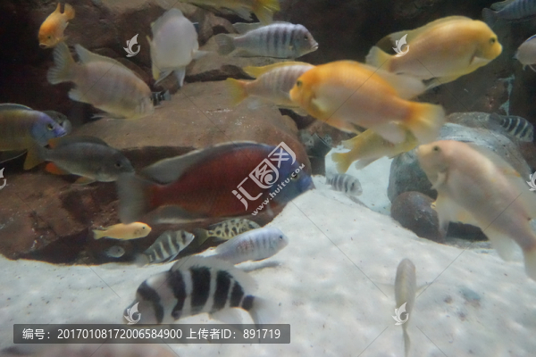 水族館,海洋生物,魚群特寫