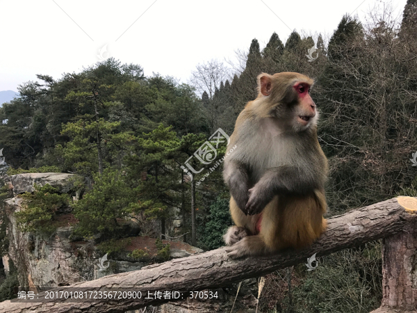 張家界猴子