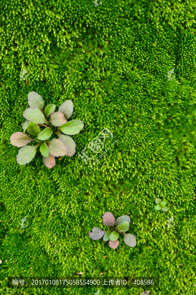 苔蘚背景,綠色背景