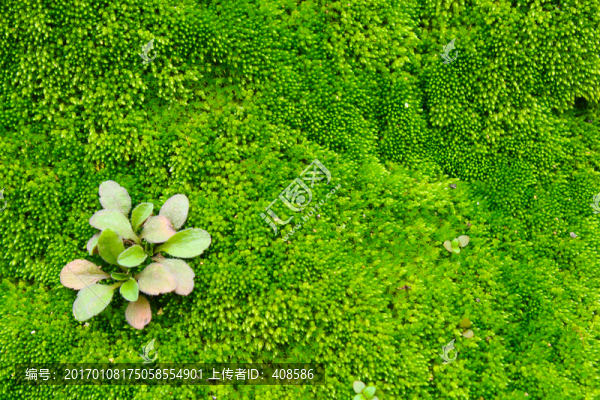 苔蘚背景,綠色背景