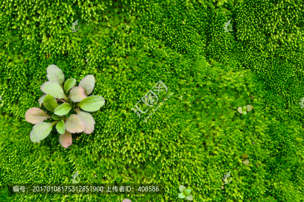 苔蘚背景,綠色背景