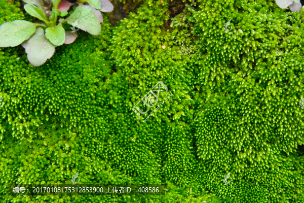 苔蘚背景,綠色背景