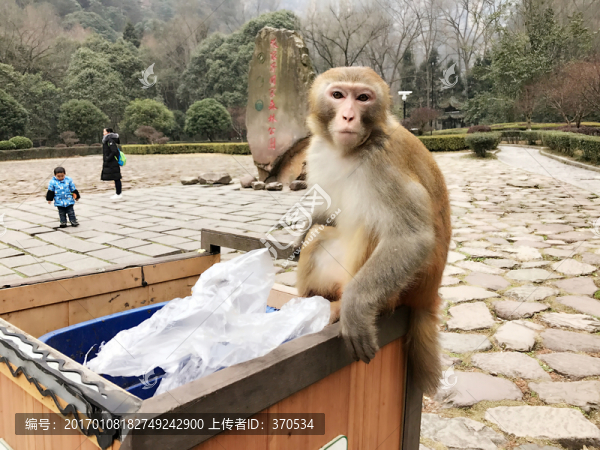 張家界猴子