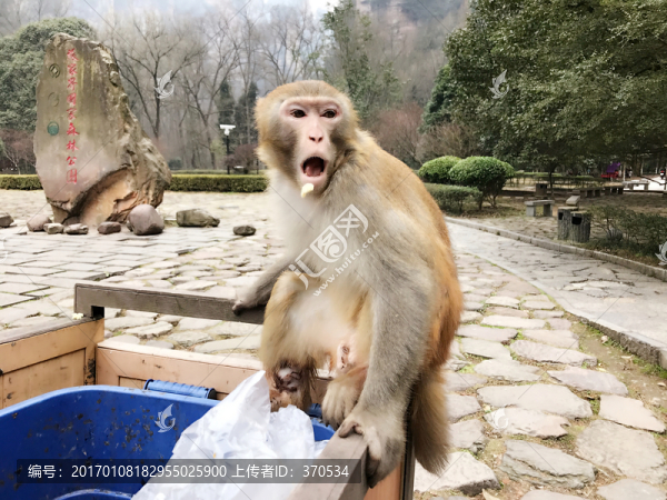 張家界猴子