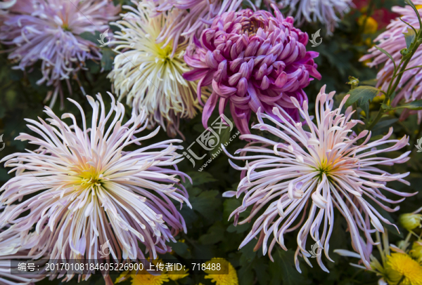 菊花