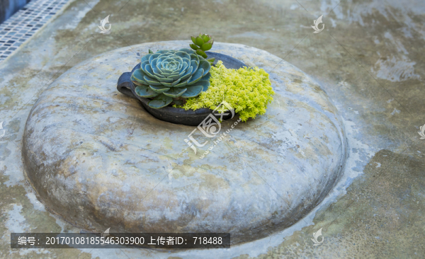 多肉植物-匯圖網(wǎng) www.fosd68.com 多肉植物