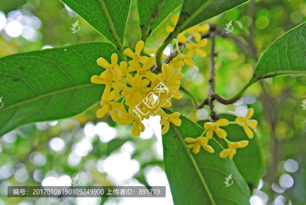 桂花樹(shù),盛開(kāi)的桂花,丹桂飄