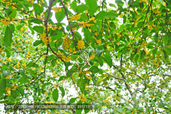 桂花樹(shù),,陽(yáng)光樹(shù)林