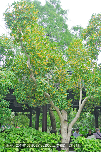 桂花樹,開放的桂花