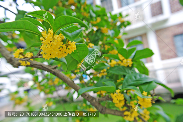 桂花樹,開放的桂花
