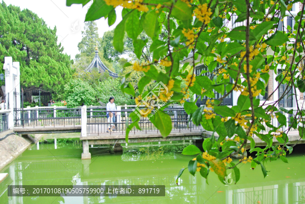 桂花樹,開放的桂花