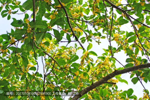 桂花樹(shù),開(kāi)放的桂花