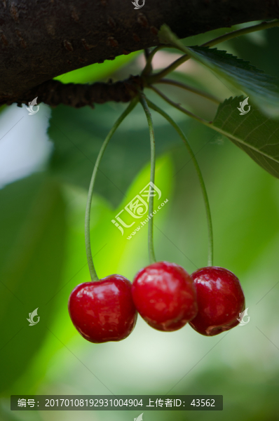 櫻桃,櫻桃樹(shù)
