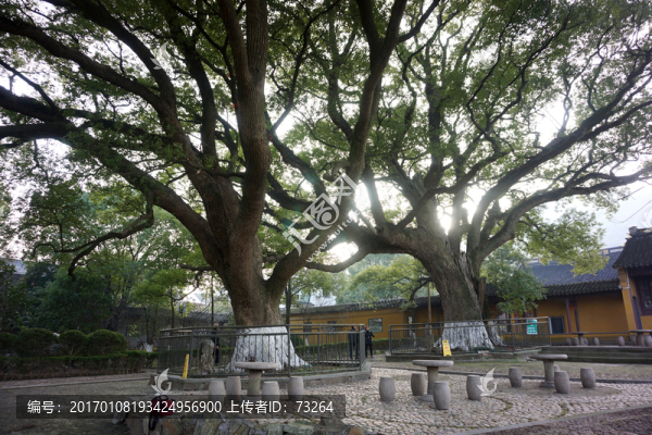 古樟樹(shù)